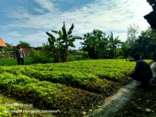 Dukung Ketahanan Pangan Bergizi, Polsek Haurgeulis Monitoring Program P2B